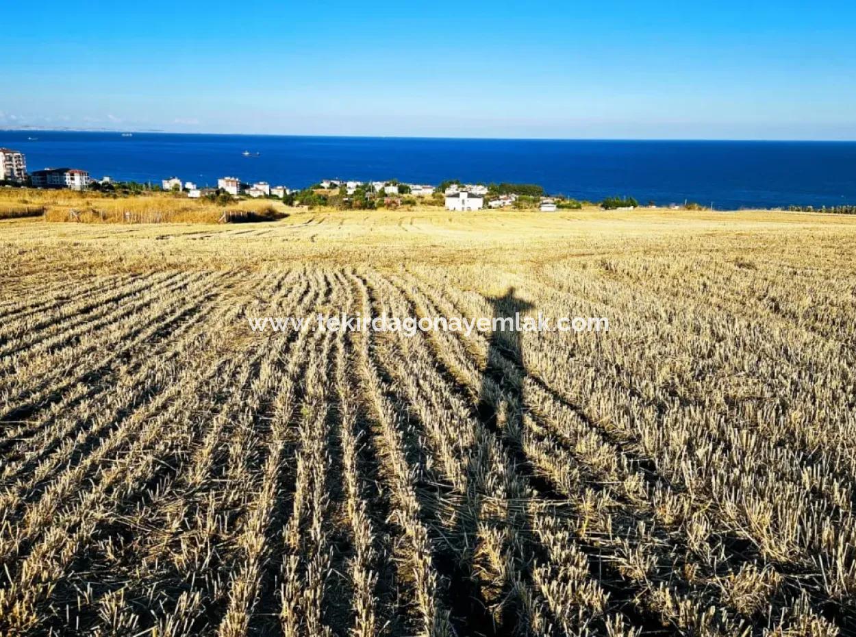 1.750 M2 Schnäppchen-Eckgrundstück Mit Vollem Meerblick Zum Dringenden Verkauf In Tekirdag Barbarosta