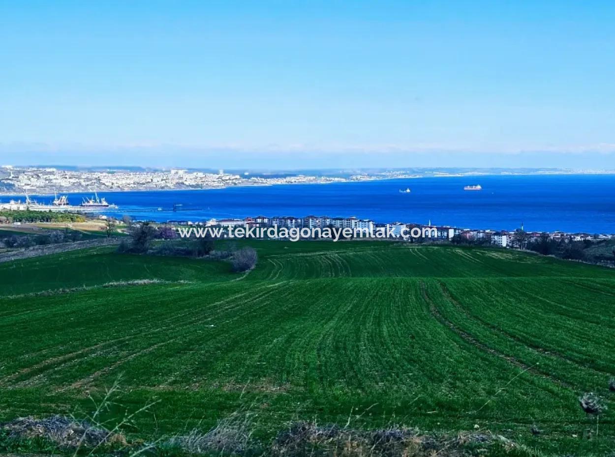 35.000 M2 Grosses Villengrundstück Mit Vollem Meerblick Zum Dringenden Verkauf In Tekirdag Barbarosta