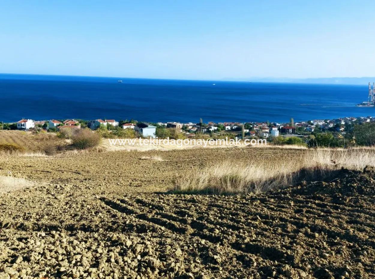 16.850 M2 Genossenschaft Mit Meer- Und Naturblick Und Ausgewiesenes Investitionsland In Tekirdağ Barbaros!