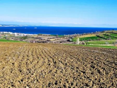 6.400 M2 Villa Zoniertes Grundstück Mit Vollem Meerblick Villa Zum Dringenden Verkauf In Tekirdag Barbarosta