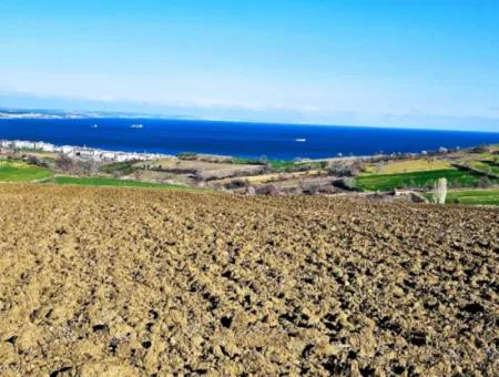 6.400 M2 Villa Zoniertes Grundstück Mit Vollem Meerblick Villa Zum Dringenden Verkauf In Tekirdag Barbarosta