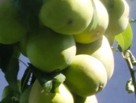 Wenn Sie Einen Dringend 35 Hektar Grossen Obstgarten Zum Verkauf Haben Möchten, Können Sie Auch Einen Bauernhof Nutzen, Der Für Die Gelegenheit Geeignet Ist, In Das Feld Zu Investieren