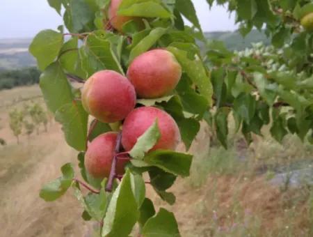 Wenn Sie Einen Dringend 35 Hektar Grossen Obstgarten Zum Verkauf Haben Möchten, Können Sie Auch Einen Bauernhof Nutzen, Der Für Die Gelegenheit Geeignet Ist, In Das Feld Zu Investieren