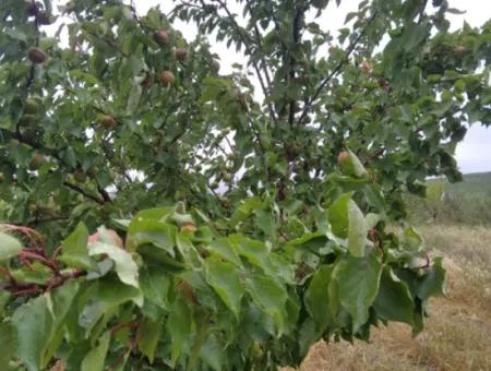 Wenn Sie Einen Dringend 35 Hektar Grossen Obstgarten Zum Verkauf Haben Möchten, Können Sie Auch Einen Bauernhof Nutzen, Der Für Die Gelegenheit Geeignet Ist, In Das Feld Zu Investieren