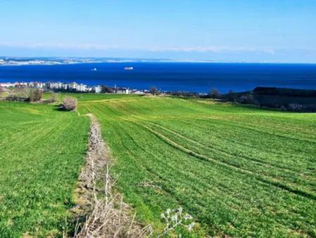 35.000 M2 Grosses Villengrundstück Mit Vollem Meerblick Zum Dringenden Verkauf In Tekirdag Barbarosta