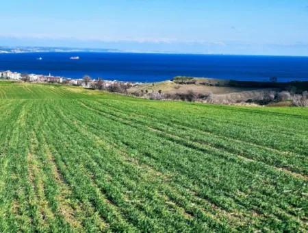 35.000 M2 Grosses Villengrundstück Mit Vollem Meerblick Zum Dringenden Verkauf In Tekirdag Barbarosta