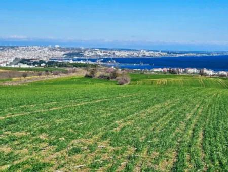 35.000 M2 Grosses Villengrundstück Mit Vollem Meerblick Zum Dringenden Verkauf In Tekirdag Barbarosta