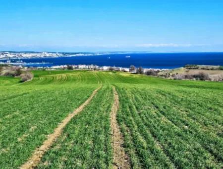 35.000 M2 Grosses Villengrundstück Mit Vollem Meerblick Zum Dringenden Verkauf In Tekirdag Barbarosta