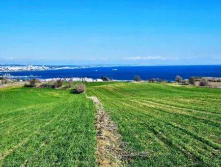 35.000 M2 Grosses Villengrundstück Mit Vollem Meerblick Zum Dringenden Verkauf In Tekirdag Barbarosta