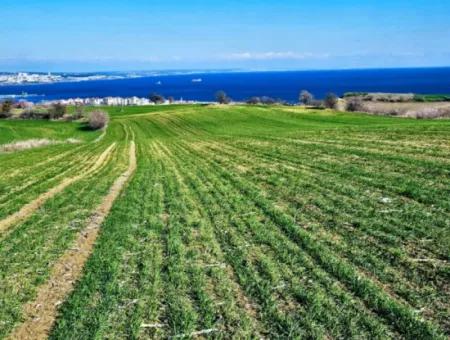 35.000 M2 Grosses Villengrundstück Mit Vollem Meerblick Zum Dringenden Verkauf In Tekirdag Barbarosta