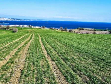 35.000 M2 Grosses Villengrundstück Mit Vollem Meerblick Zum Dringenden Verkauf In Tekirdag Barbarosta