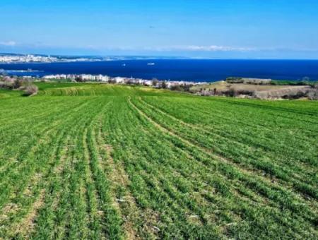 35.000 M2 Grosses Villengrundstück Mit Vollem Meerblick Zum Dringenden Verkauf In Tekirdag Barbarosta