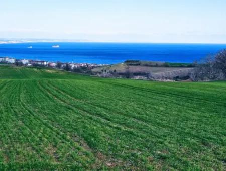 35.000 M2 Grosses Villengrundstück Mit Vollem Meerblick Zum Dringenden Verkauf In Tekirdag Barbarosta