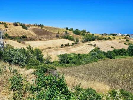 9.100 M2 Dringender Verkauf In Tekirdag Barbarosta, Egal Ob Sie Ein Grundstück Machen Oder Eine Villa Bauen Möchten Hohe Gewinngarantie