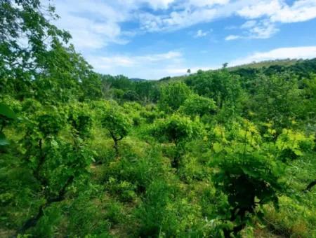 Gutscheinplatz Geeignet Für Den Dringenden Verkauf Von 580 M2 Tiny House Im Herzen Der Natur In Tekirdag Avşarda