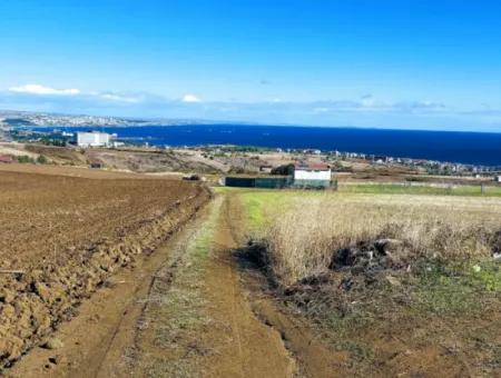 Dringender Verkauf In Barbarosta, Tekirdag, 15.000 M2 Villa Zoniertes Feld!