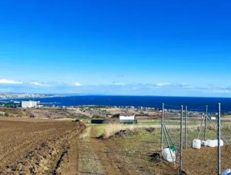 Dringender Verkauf In Barbarosta, Tekirdag, 15.000 M2 Villa Zoniertes Feld!