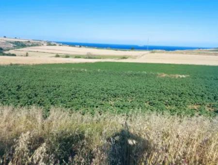 Tekirdağ Aşağkiliçli Mah. 2.340 M2 Kupon Feld Für Dringenden Verkauf, Das Hohe Gewinne Verspricht Und Sich Für Kauf Und Verkauf Eignet