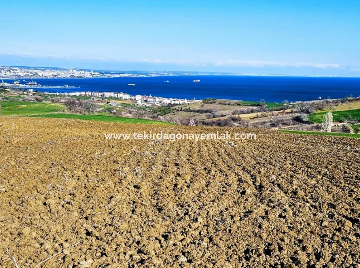 6.400 M2 Villa Zoned Land With Full Sea View Villa For Urgent Sale In Tekirdag Barbarosta