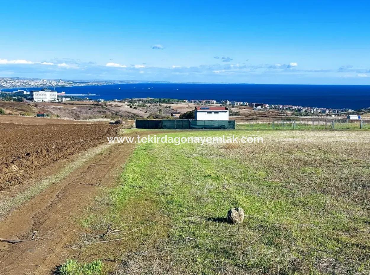 15.000 M2 Villa Zoned Land For Urgent Sale In Tekirdag Barbarosta