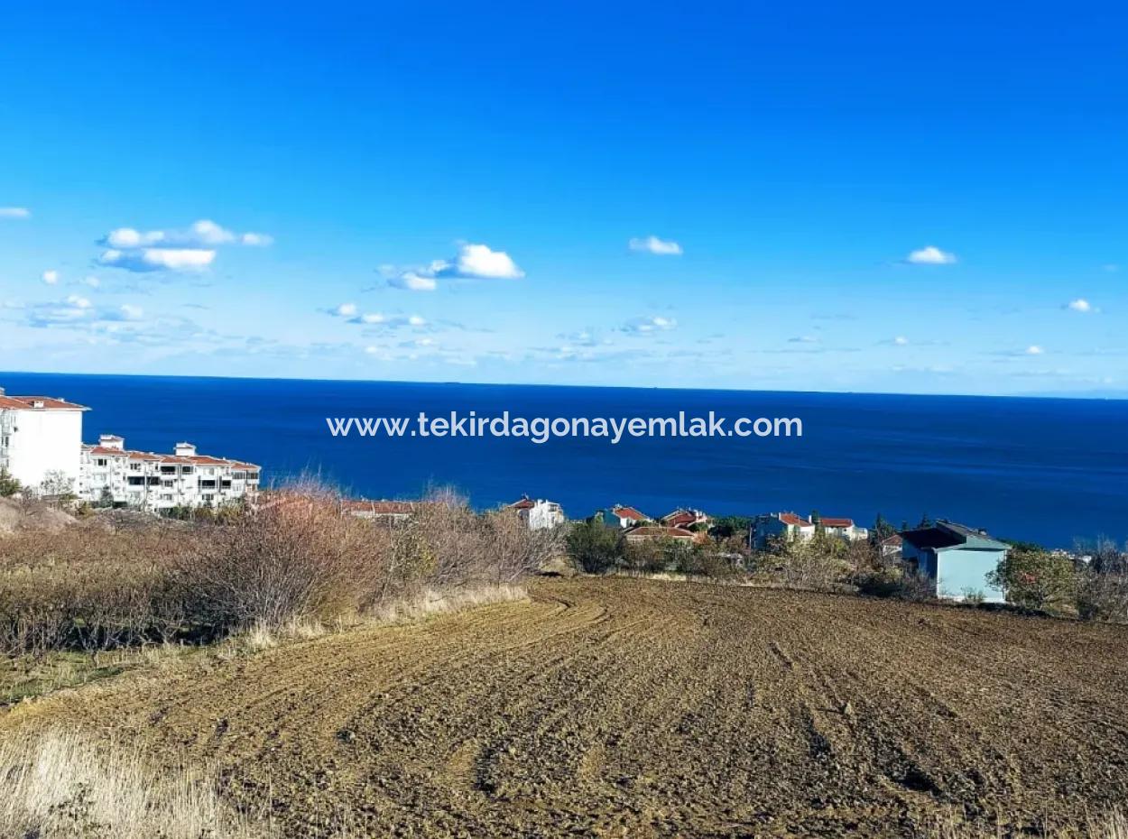 Investment Opportunity Suitable For 6.100 M2 Cooperative And Site Construction With Full Sea View In Tekirdağ Barbarosta!