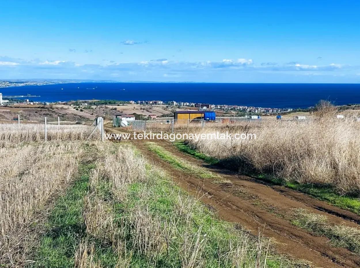 Urgent Sale In Barbarosta, Tekirdag, 15.000 M2 Villa Zoned Field!