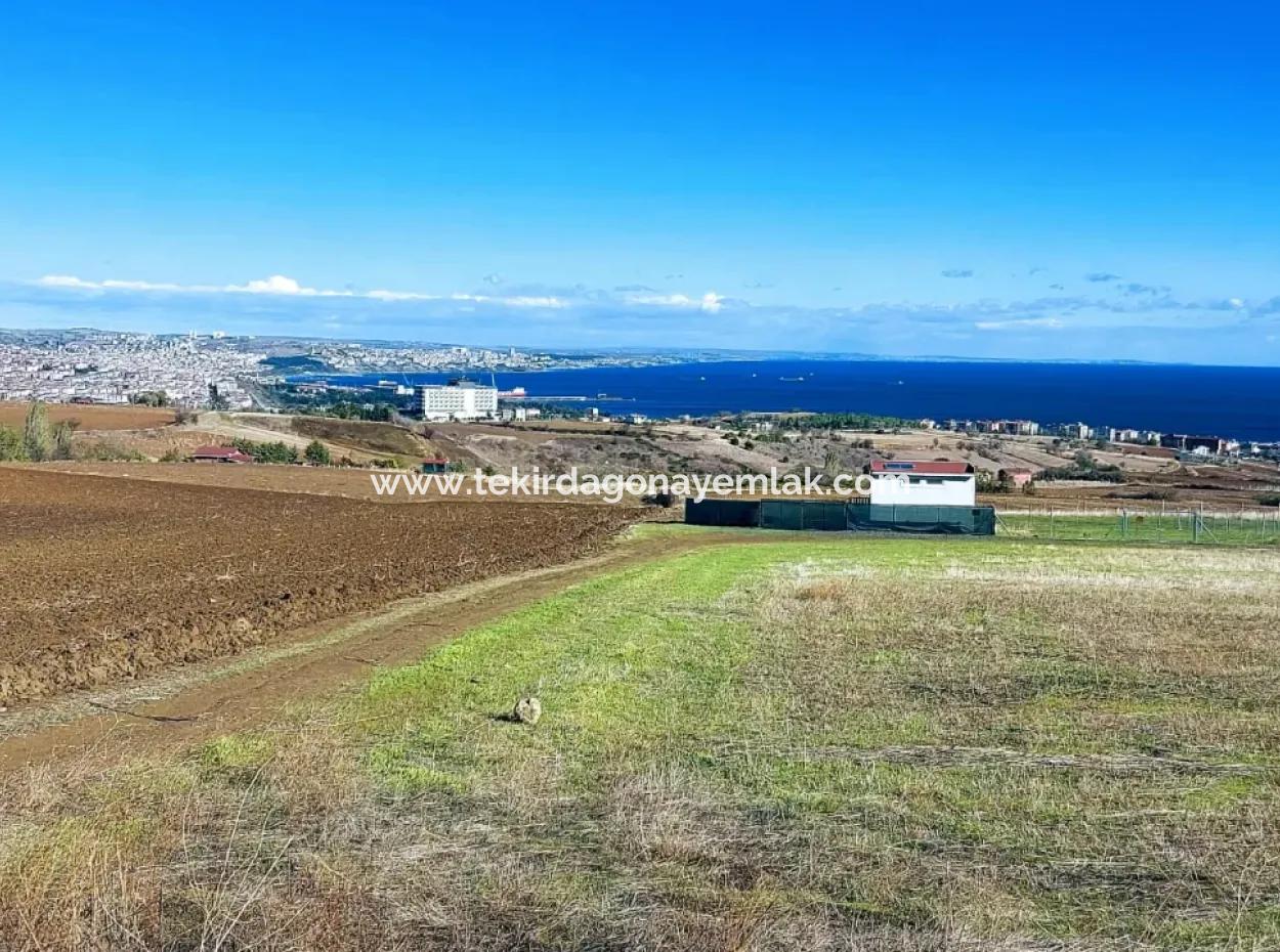 Urgent Sale In Barbarosta, Tekirdag, 15.000 M2 Villa Zoned Field!