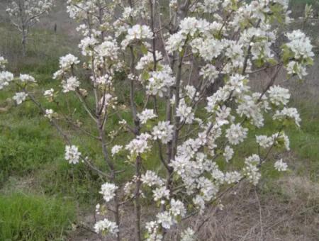 If You Want An Urgent 35-Acre Fruit Garden For Sale, You Can Also Use A Farm Place Suitable For The Opportunity To Invest In The Field