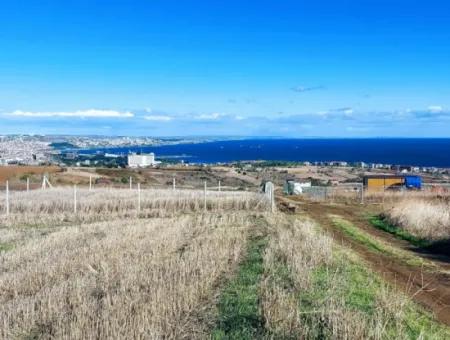 Urgent Sale In Barbarosta, Tekirdag, 15.000 M2 Villa Zoned Field!