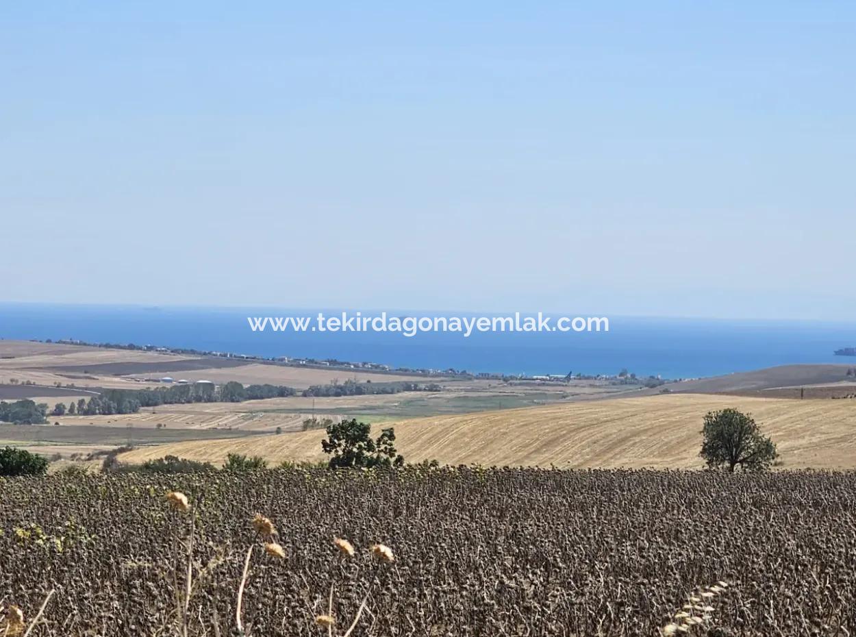 Tekirdağ Husunlu'da Deniz Ve Doğa Manzaralı 9.300 M2 Yatırımlık Tarla! Ailece Piknik, Bağcılık Veya Tiny House Projesi İçin İdeal Fırsat