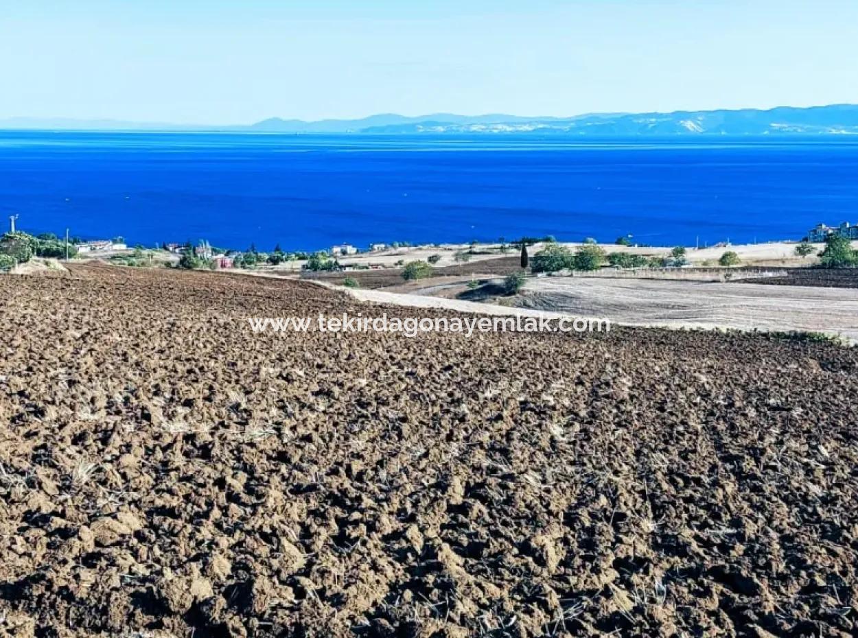 Tekirdağ Barbaros'ta Deniz Ve Doğa Manzaralı Kooperatif & Site İmarlı Yatırımlık Arsa! %30 Üç Kat İmarlı, Alt Yapısı Hazır, Anayola Ve Denize Çok Yakın!