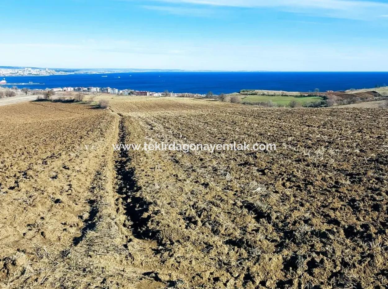 Tekirdağ Barbarosta Acil Satılık 34.500 M2 Full Deniz Manzaralı Villa İmarlı Kelepir Yer