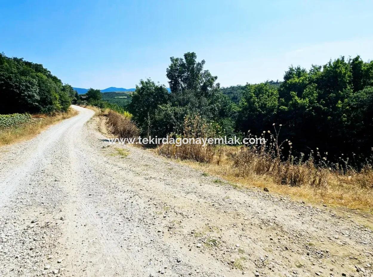 Tekirdağ Çanakçı Mahallesinde Acil Satılık Doğa Meraklılarına Tıny House Koymaya Uygun Anayol Cepheli Kupon Tarla