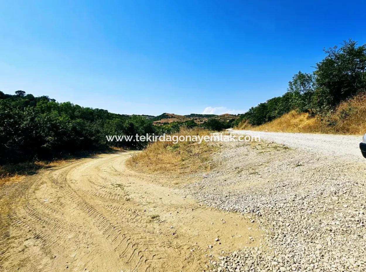 Tekirdağ Çanakçı Mahallesinde Acil Satılık Doğa Meraklılarına Tıny House Koymaya Uygun Anayol Cepheli Kupon Tarla