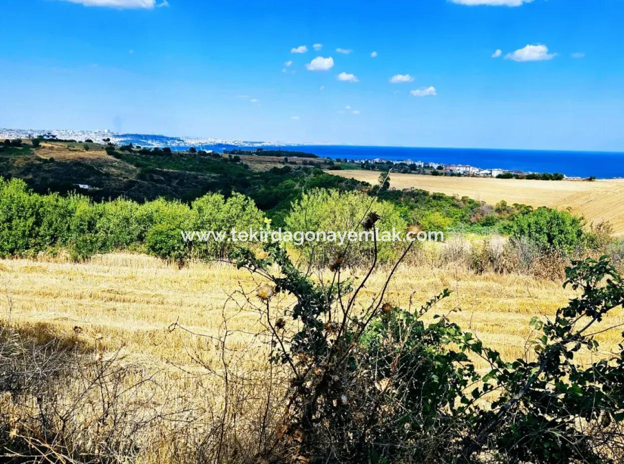 Tekirdağ Barbarosta Takas + Nakit İhtiyaçtan Acil Satılık Villa İmarlı Kupon Tarla