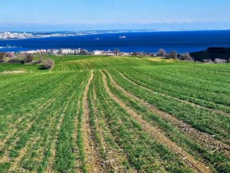 Tekirdağ Barbarosta Acil Satılık Full Deniz Manzaralı 35.000 M2 Villa İmarlı Arazi