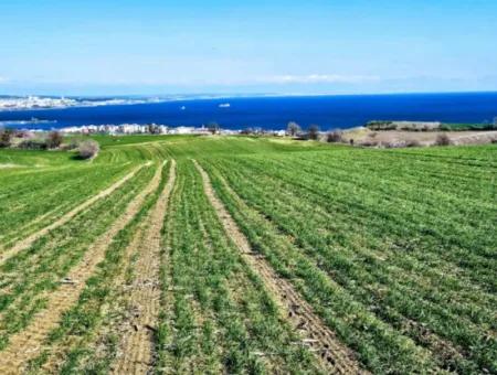 Tekirdağ Barbarosta Acil Satılık Full Deniz Manzaralı 35.000 M2 Villa İmarlı Arazi