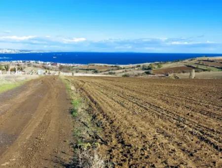 Tekirdağ Barbarosta Acil Satılık 15.000 M2 Villa İmarlı Arazi