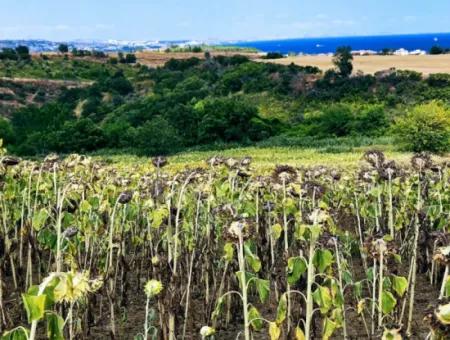 Tekirdağ Barbarosta Takas + Nakit İhtiyaçtan Acil Satılık Villa İmarlı Kupon Tarla