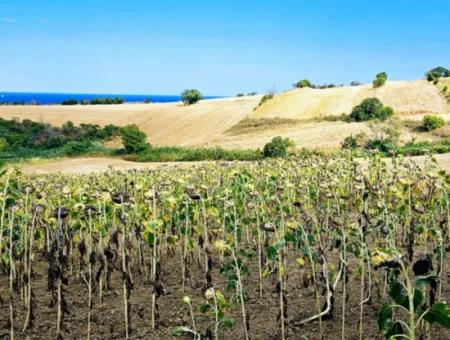 Tekirdağ Barbarosta Takas + Nakit İhtiyaçtan Acil Satılık Villa İmarlı Kupon Tarla