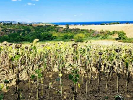 Tekirdağ Barbarosta Takas + Nakit İhtiyaçtan Acil Satılık Villa İmarlı Kupon Tarla