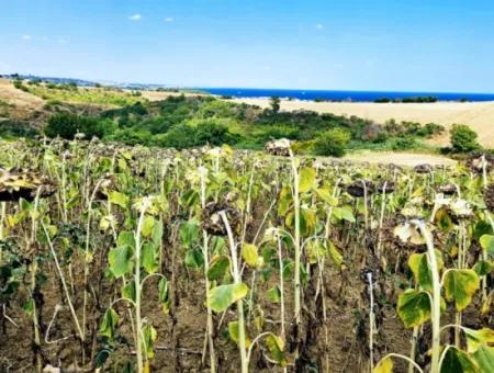 Tekirdağ Barbarosta Takas + Nakit İhtiyaçtan Acil Satılık Villa İmarlı Kupon Tarla